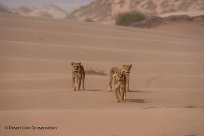 Orphan lionesses crossing the dune-belt