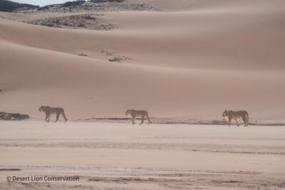 Orphan lionesses crossing the dune-belt