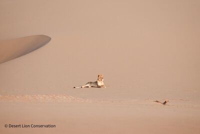 Orphan lionesses crossing the dune-belt