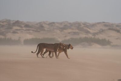 Orphan lionesses crossing the dune-belt