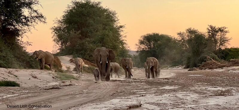 Elephants utilising the western water pools