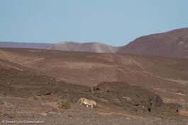 Xpl-108 searching for prey along the upper Koigab area