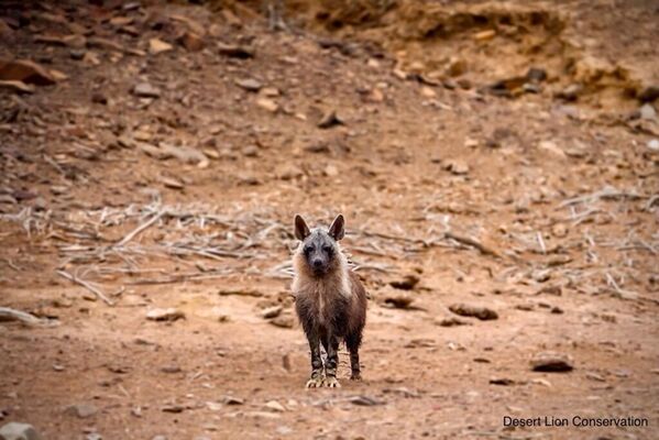 Brown hyaena visit the area where the cub was hidden