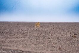 Xpl-108 searching for prey along the upper Koigab area