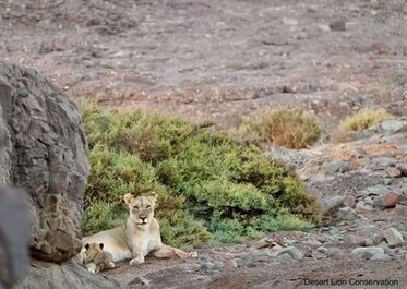 Lioness returns to suckle her small cub 