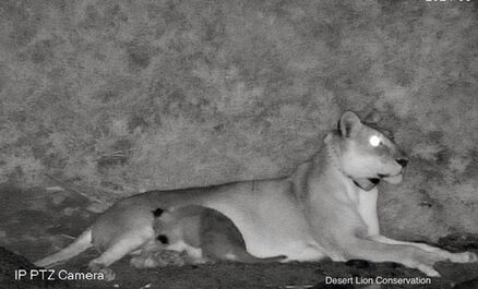 Lioness returns to suckle her small cub 