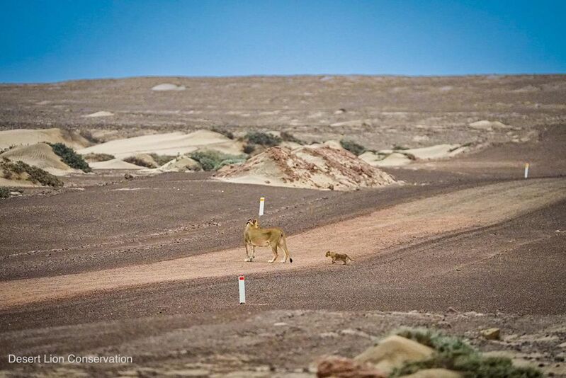 Lioness and small cub cross the main road after visiting the beach during the night