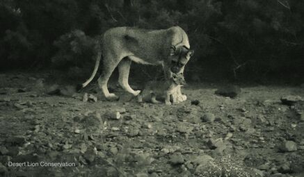 Lioness moves small cub to different lairs / hiding spots