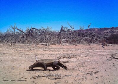 Honey badger on the Hoanib Floodplain