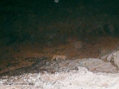 Caracal in the Huab River