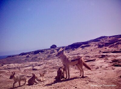 Black-backed jackals raised a litter of 7 pups close to camera