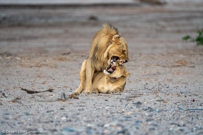 Young male mating with lioness