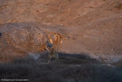 Lionesses at various locations around the Hoanib Floodplain