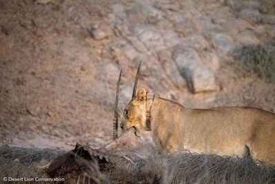 Lionesses at various locations around the Hoanib Floodplain