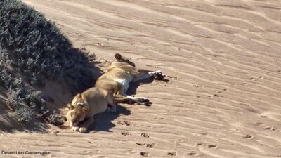 Lionesses at various locations around the Hoanib Floodplain