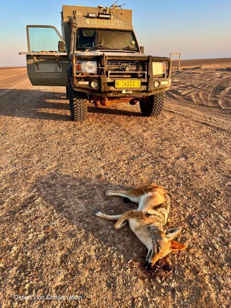 Black-backed jackal killed on the road south of the Khorixas turn off.