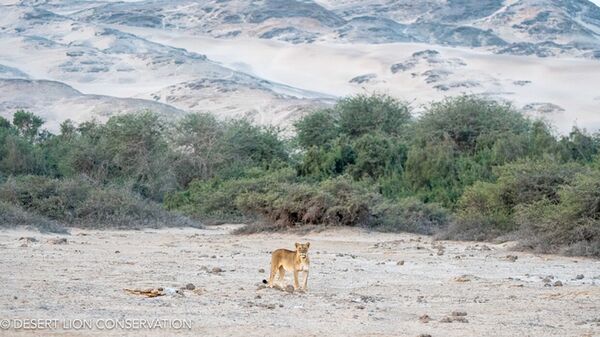 The young lioness in the Hoaruseb River is in good conditions. She is observed occasionally by Shipwreck Lodge.