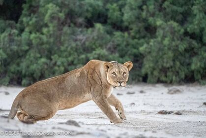 The young lioness in the Hoaruseb River is in good conditions. She is observed occasionally by Shipwreck Lodge.