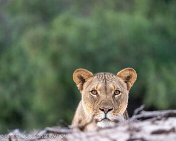 The young lioness in the Hoaruseb River is in good conditions. She is observed occasionally by Shipwreck Lodge.