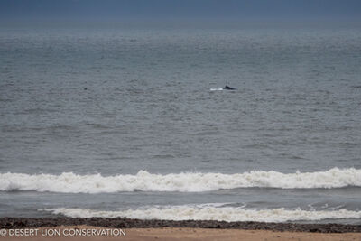 Hump-backed whales in the area of the Hunkap and Hoanib rivers