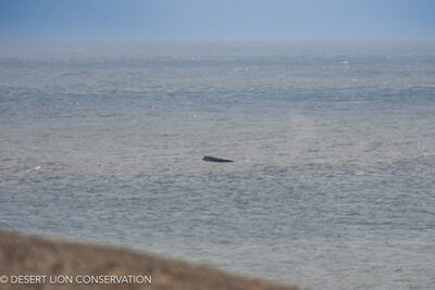 Hump-backed whales in the area of the Hunkap and Hoanib rivers