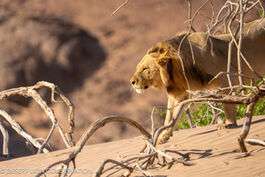 Young male following the lioness Xpl-114 “Charly” along the Hoanib riverbed