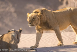 Young male following the lioness Xpl-114 “Charly” along the Hoanib riverbed