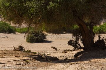 Xpl-114 “Charly” along the Hoanib riverbed