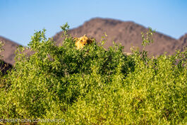 Young male following the lioness Xpl-114 “Charly” along the Hoanib riverbed