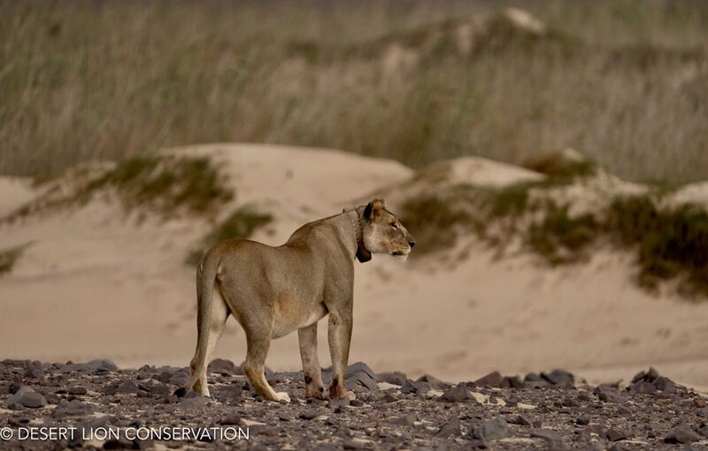 Xpl-108 at Raleigh spring in the Uniab Delta Desert lion Conservation