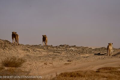 The “Orphan” lionesses hunted along the Floodplain and dunes for 5 consecutive days without success. Desert lion Conservation