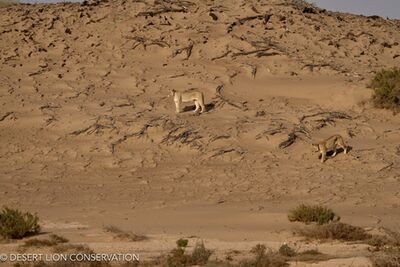 The “Orphan” lionesses hunted along the Floodplain and dunes for 5 consecutive days without success. Desert lion Conservation