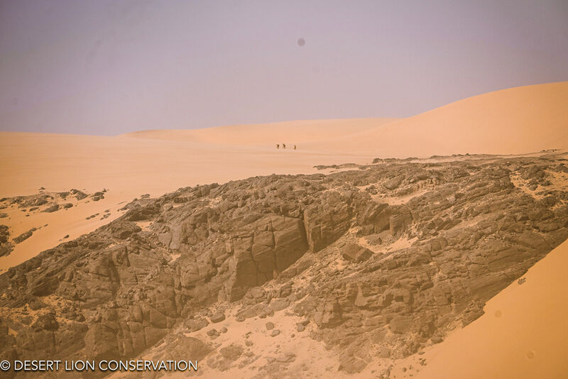 Lionesses reach the top of the dunes descending into the Hoaruseb River.