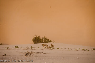 Images of the three Orphan lionesses moving along the Hoaruseb River towards the coast.