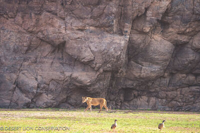 Images of the three Orphan lionesses moving along the Hoaruseb River towards the coast.