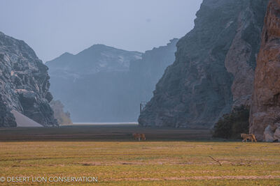 Images of the three Orphan lionesses moving along the Hoaruseb River towards the coast.