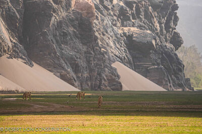 Images of the three Orphan lionesses moving along the Hoaruseb River towards the coast.