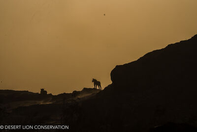 Images of the three Orphan lionesses moving along the Hoaruseb River towards the coast.