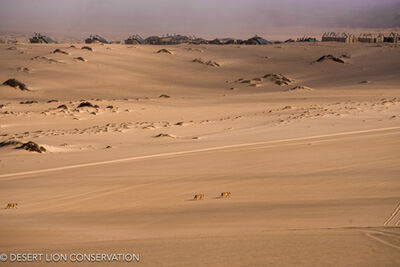 Unique images of the three “Orphan” lionesses crossing over the dunes at Shipwreck Lodge at the mouth of the Hoaruseb River.
