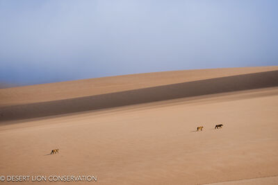 Unique images of the three “Orphan” lionesses crossing over the dunes at Shipwreck Lodge at the mouth of the Hoaruseb River.