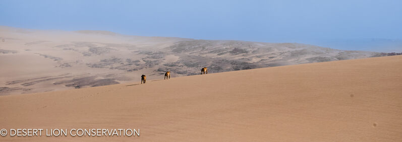 Unique images of the three “Orphan” lionesses crossing over the dunes at Shipwreck Lodge at the mouth of the Hoaruseb River.