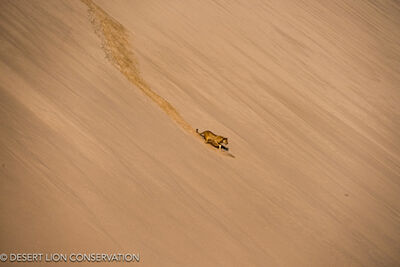 Unique images of the three “Orphan” lionesses crossing over the dunes at Shipwreck Lodge at the mouth of the Hoaruseb River.