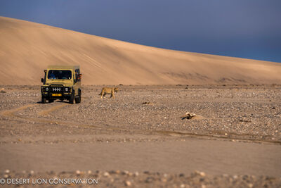 Unique images of the three “Orphan” lionesses crossing over the dunes at Shipwreck Lodge at the mouth of the Hoaruseb River.