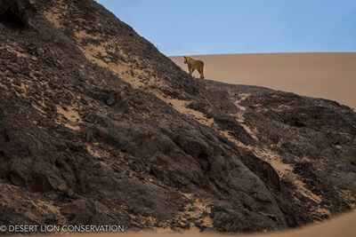 Lioness Xpl-106 “Alpha” and her large female cub “Gamma” captures an adult male gemsbok in the Hoaruseb River.