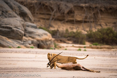Lioness Xpl-106 “Alpha” and her large female cub “Gamma” captures an adult male gemsbok in the Hoaruseb River.