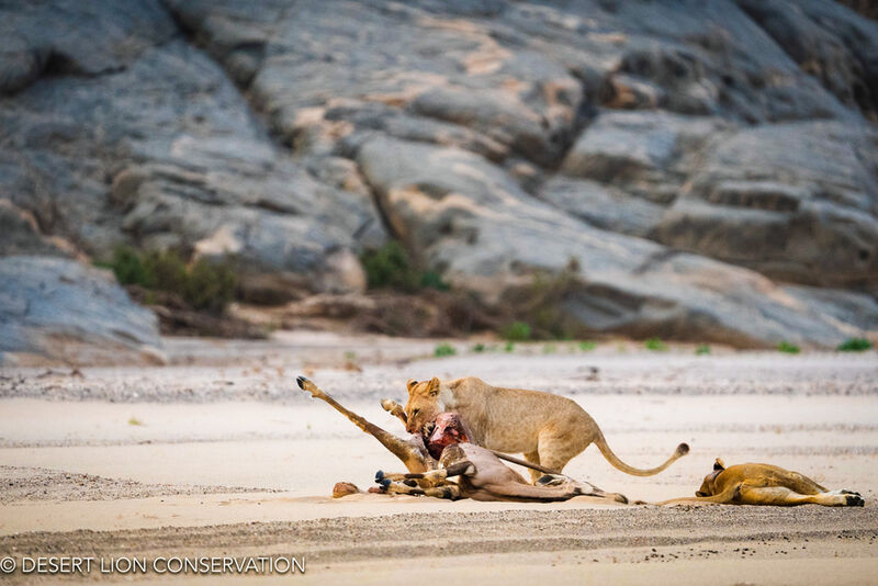 Lioness Xpl-106 “Alpha” and her large female cub “Gamma” captures an adult male gemsbok in the Hoaruseb River.