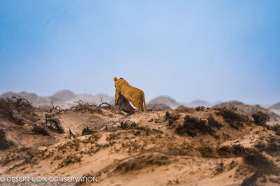 Lone lioness caught an adult female Cape fur seal and dragged it for 1.2km to the safety & wind protection of the hummocks Desert Lion Conservation 2024 - Lion of the Skeleton Coast