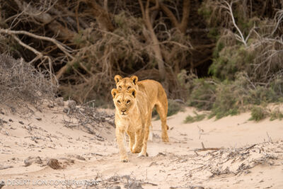 Lionesses frequenting the lower part of the Hoaruseb River. Desert Lion Conservation 2024 - Lion of the Skeleton Coast