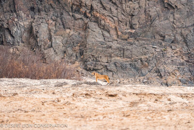 Lionesses frequenting the lower part of the Hoaruseb River. Desert Lion Conservation 2024 - Lion of the Skeleton Coast