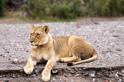 Lionesses frequenting the lower part of the Hoaruseb River. Desert Lion Conservation 2024 - Lion of the Skeleton Coast